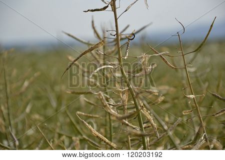 Ripe seeds of rape. Field of green ripeness oilseed rape isolated on a cloudy blue sky in summer tim