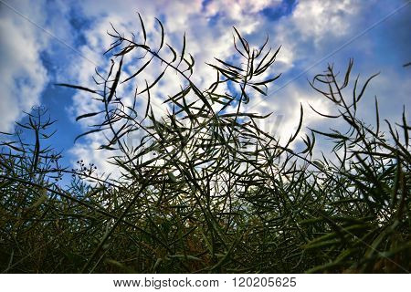 Ripe seeds of rape. Field of green ripeness oilseed rape isolated on a cloudy blue sky in summer tim