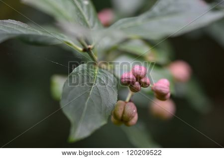 Spindle (Euonymus europaeus)