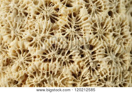 Macro: Weathered coral rock.