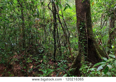 Deep wet jungle in Ko Mook island, Thailand