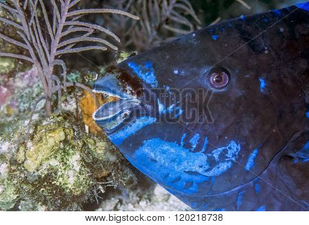 midnight parrotfish Scarus coelestinu is a species of parrotfish that inhabits coral reefs