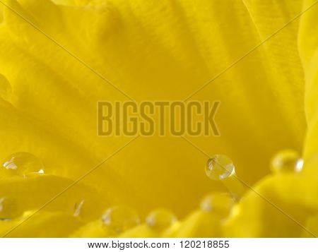 Daffodil Narcissus is a genus of mainly hardy mostly spring-flowering bulbous perennials in the Amaryllis family subfamily Amaryllidoideae