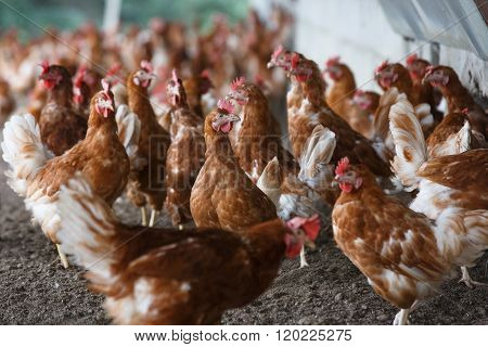 Free-range Chicken Freely Grazing Outside