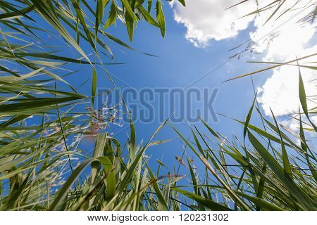 Upside View To Sky Through Greem Grass