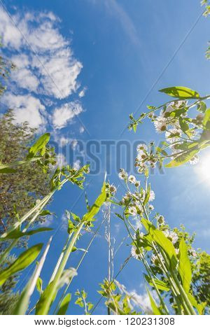 Upside View To Sky Through Greem Grass