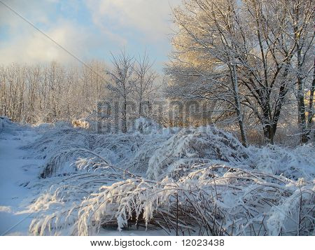 Snow scene
