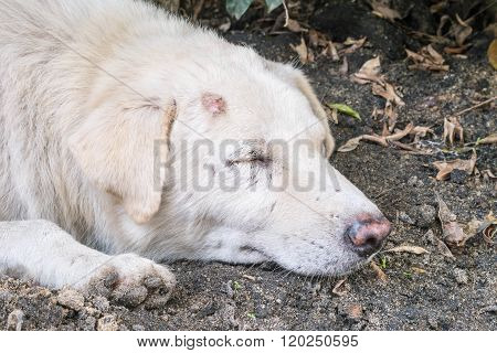 Closeup Sleep Dirty White Dog With Lesion At Head