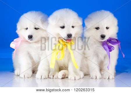 Furry puppies of Samoyedskaja dog