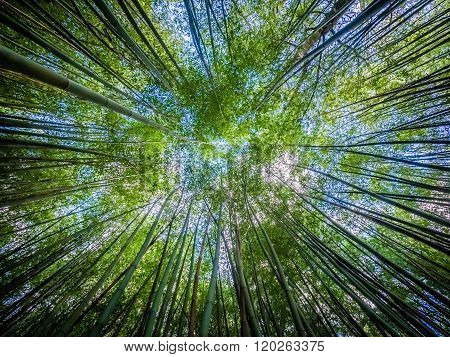 Bamboo forest