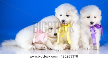 Fluffy puppies of Samoyedskaja dog