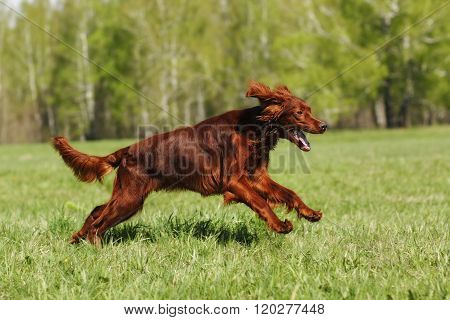 Irish setter runs across