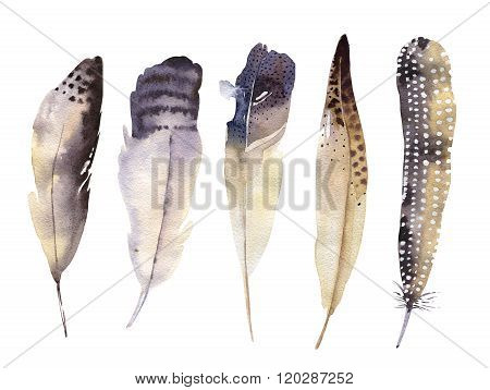 Hand drawn watercolor feather set. Boho style. illustration isol