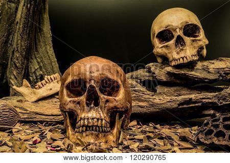 Still Life Couple Human Skull Art Abstract Background
