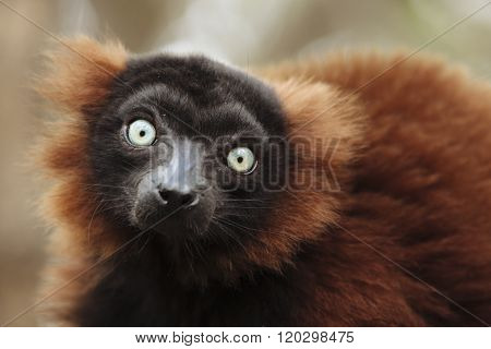 Lemur