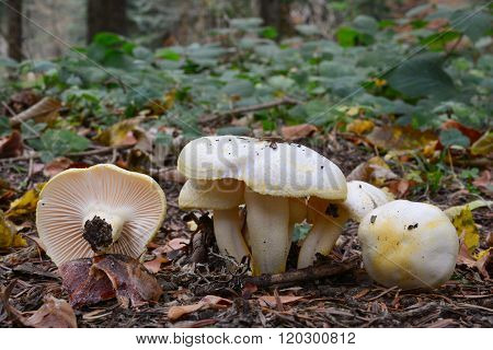 Hygrophorus Chrysodon Mushrooms