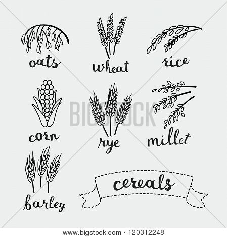 Ripe ears of cereals with inking and names
