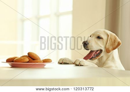 Cute Labrador dog and cookies against wooden table on unfocused background