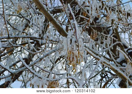 Branches In The Snow