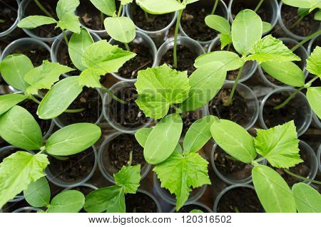 Cucumbers Plant Seedling