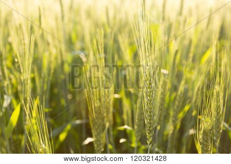 Green Wheat In Backlight