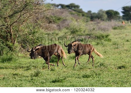 Black Wildebeest. African Wildlife, Namibia