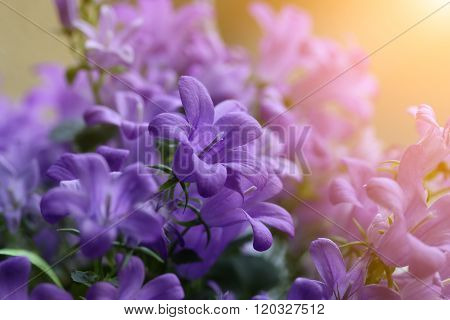 Campanula