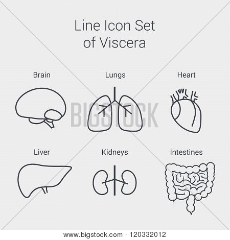 Vector line internal human organs set: liver, brain, lungs, heart, kidney, intestines