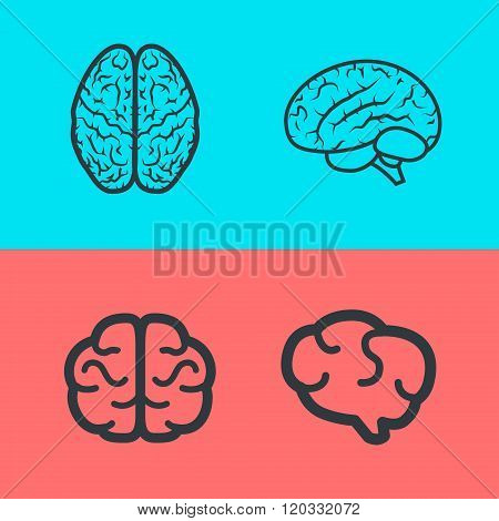 Human brain in two planes for medical design or idea of logo. Vector illustration.