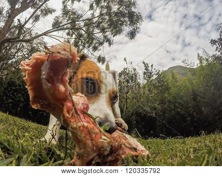 Close Up Of An Happy Jack Russell Terrier Dog Sniffing A Huge Bone