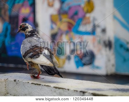 Pigeon walking on a wall in front of graffiti art on the wall of a home in Ponta Delgada, Azores, Portugal