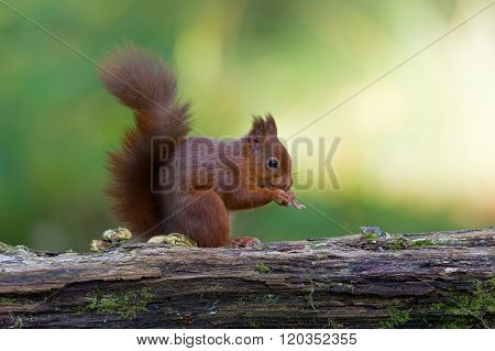 Red Squirrel (Sciurus Vulgaris)