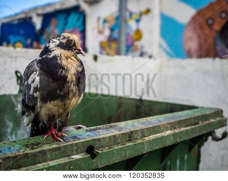 Pigeon walking on a wall in front of graffiti art on the wall of a home in Ponta Delgada, Azores, Portugal