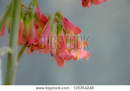 Red flowers
