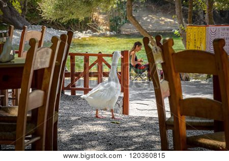 White goose walks in Greek tavern in Preveli