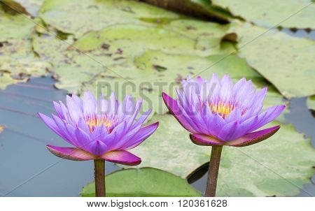 Beautiful purple water lilly or lotus on water