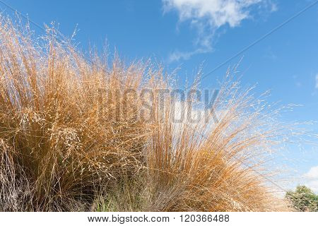 Brown Tussock Grass Closeup