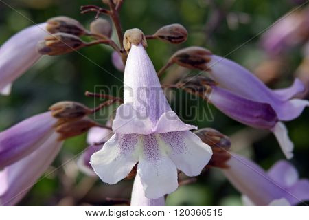 Paulownia Flowers (lat. Paulownia), Or Adam's Tree