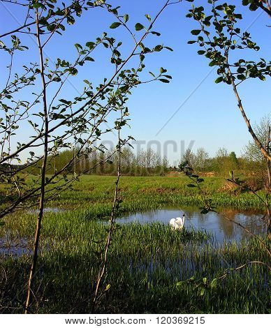 Swan lake on the river