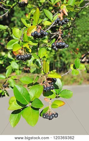 Black Ashberry (aronia Melanocarpa)