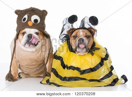 english bulldogs dressed up like the birds and the bees on white background