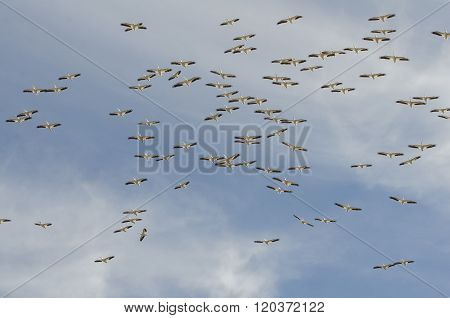 White Pelicans