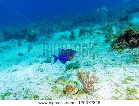 The Triggerfish (balistoides), Cayo Largo