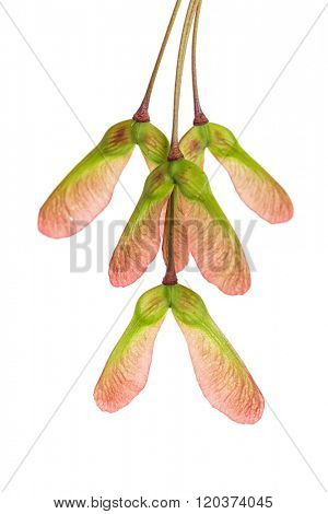 Red Maple (acer rubrum) seeds on a white background.