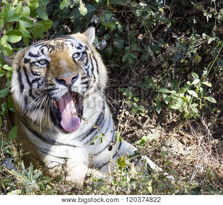Tiger with its mouth wide open