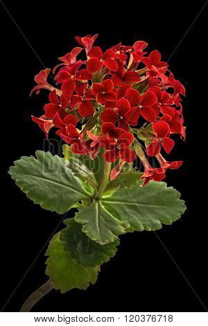Flower Kalanchoe, Tropical Succulent, Isolated On Black Background