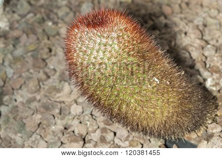 Spiny Pincushion Cactus Mammillaria Spinosissima