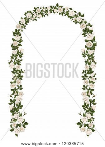 Arch Of White Climbing Roses