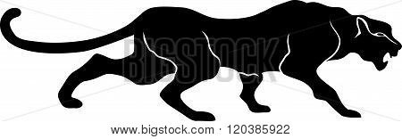 black Panther leopard cat walks