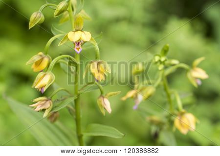 Small orchid flowers